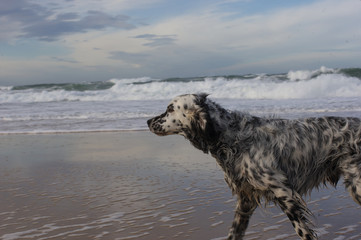Hund am Meer