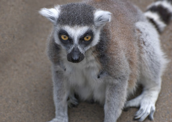 Lemur ringtailed
