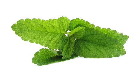 Melissa officinalis leaves isolated on white background