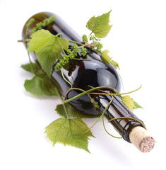 Bottle of wine in the vine on a white background