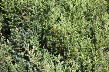 a green wal in the garden