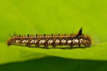 small hairy caterpillar crawling on a green leaf