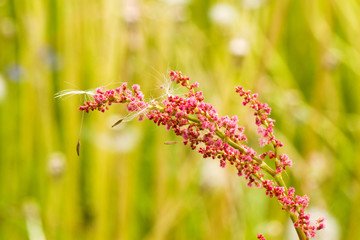 pink flowers blossoms in a summer meadow