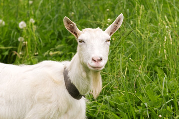 White goat in a green summer meadow