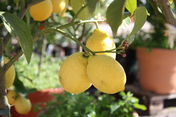 citrons