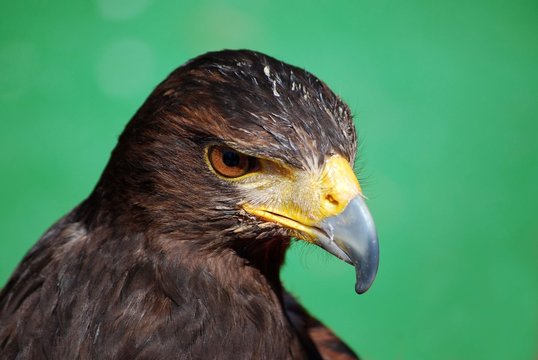 Halc&oacute;n de Harris