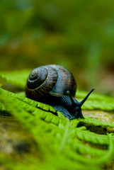 Schnecke