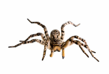 Defensive spider tarantula