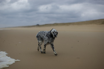 Jagdhund