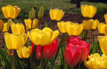 Red and yellow tulips