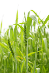 Green wheat on white background