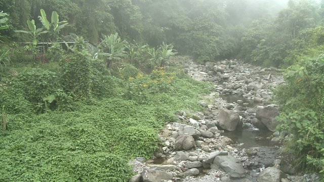 forêt equatoriale