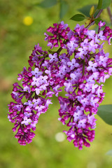 flieder,gartenarbeit