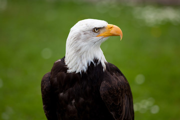 weißkopfseeadler
