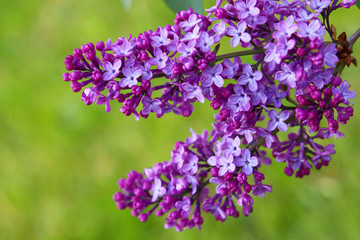 Naklejka premium liliowy, kwiaty