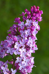 Obraz premium flieder,blumen