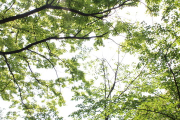 Obraz premium 木漏れ日