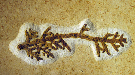 20100528_植物の化石