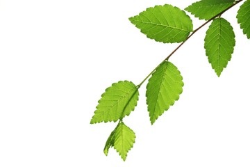 Fototapeta na wymiar Zielone liście wiąz