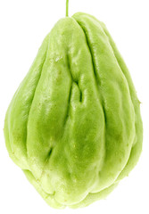 chouchou, fond blanc