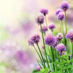 Chive flowers - 23082348