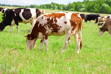 Fototapeta na wymiar Stado krów na łące jedzenia trawy