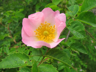 dog-rose blossom