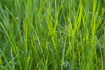 Fototapeta na wymiar Fresh sprouts of grass