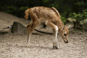 Davidshirsch (Kälbchen)