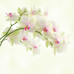 White orchid  on a light background