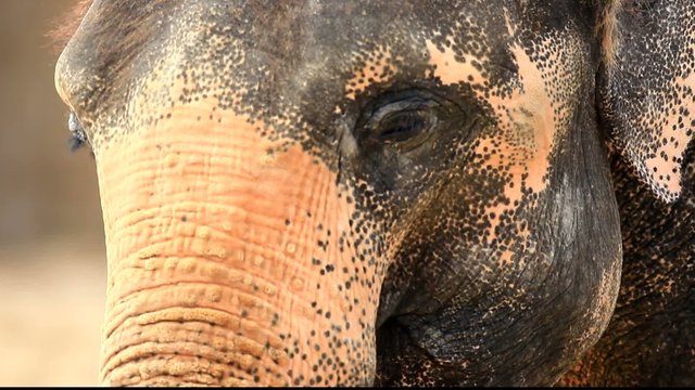 elefant