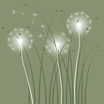 Fototapeta abstract background with dandelions