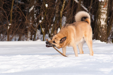 West Siberian Laika (Husky) with a stick in winter forest