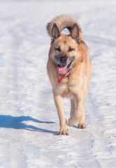 Running West Siberian Laika (Husky)