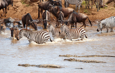Herd of zebras (African Equids) and Blue Wildebeest (Connochaete