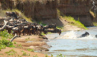 Herd of Blue Wildebeest (Connochaetes taurinus)