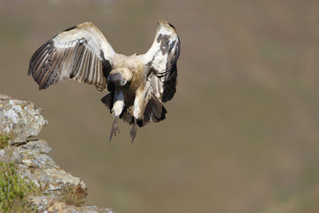 The Cape Griffon or Cape Vulture