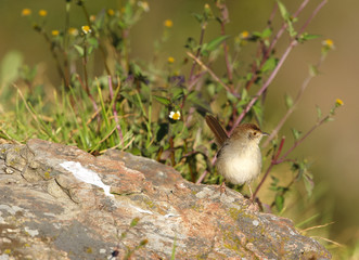 Small brown bird on a rock