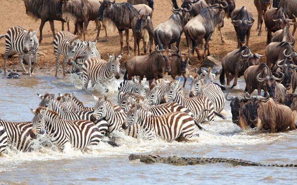Fototapeta Herd of zebras (African Equids) and Blue Wildebeest (Connochaete