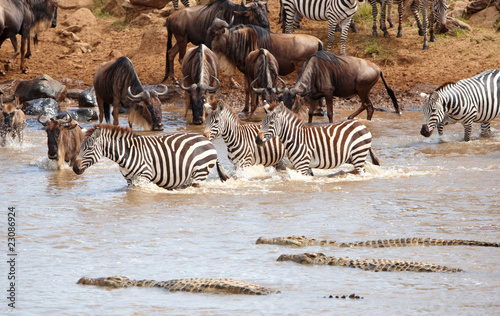 Зебры на водопое скачать