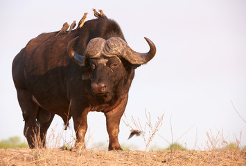 Buffalo (Syncerus caffer) à l& 39 état sauvage