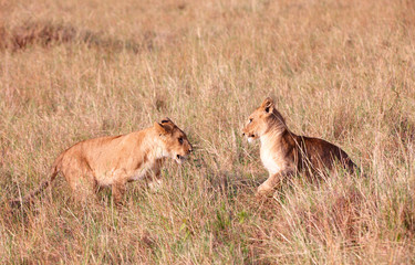 Fototapeta na wymiar Two Lion cubs (panthera leo) in savannah