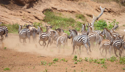 Herd of zebras (African Equids) and Blue Wildebeest (Connochaete