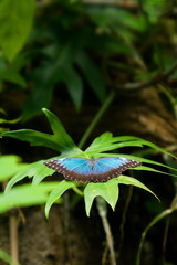 the tropical butterfly