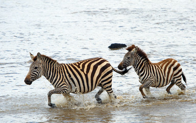 Fototapeta na wymiar Two zebras (African Equids)