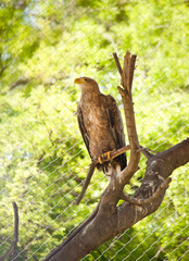 eagle on a tree branch