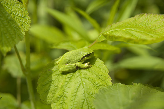 Europ&auml;ischer Laubfrosch (Hyla arborea)