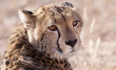 Cheetah