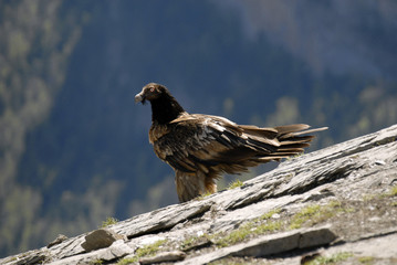 quebrantahuesos joven