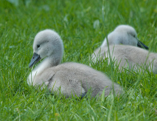 Cygnets